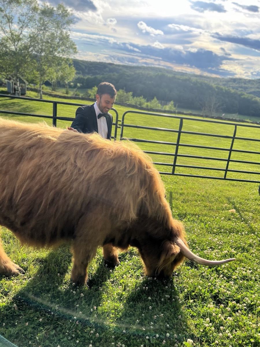 Roy in a tuxedo greeting a highland cow at a wedding